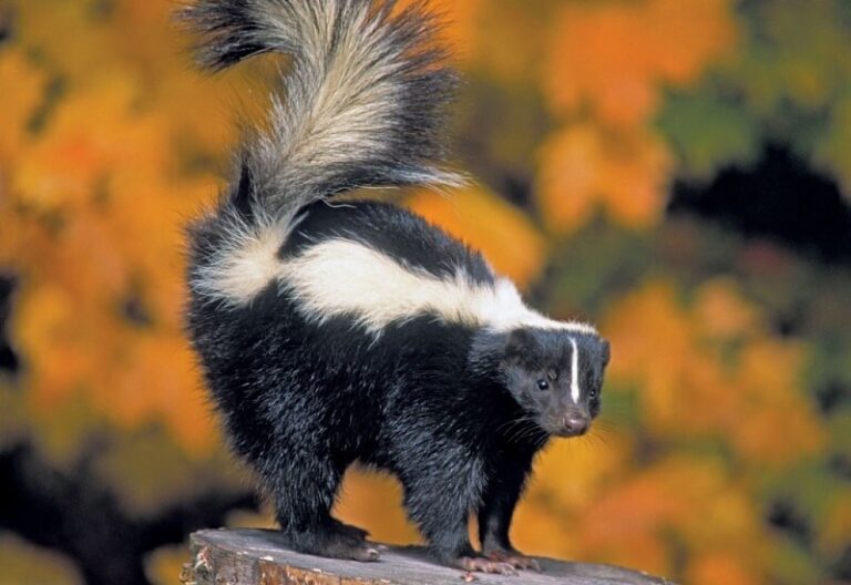 Dream about Skunk