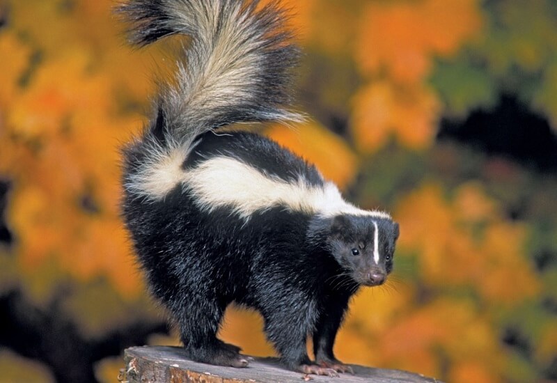 Dream about Skunk