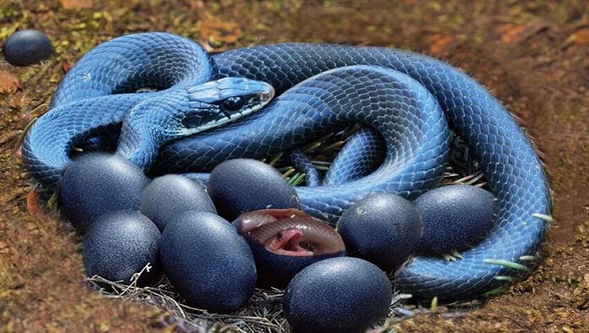 Dream about Snakes (Spiritual Meanings & Interpretation) - PsychoSick