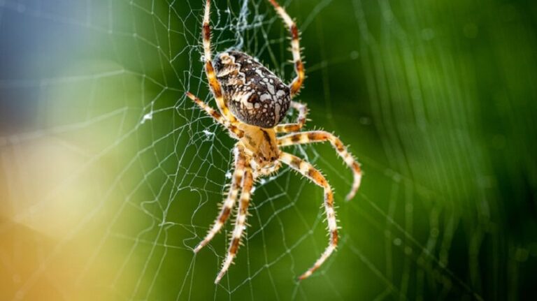Dream about Spiders