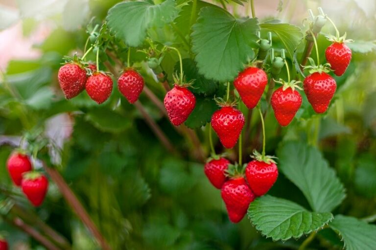 Dream about Strawberries