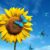 Dream about Sunflowers (Spiritual Meanings & Interpretation)