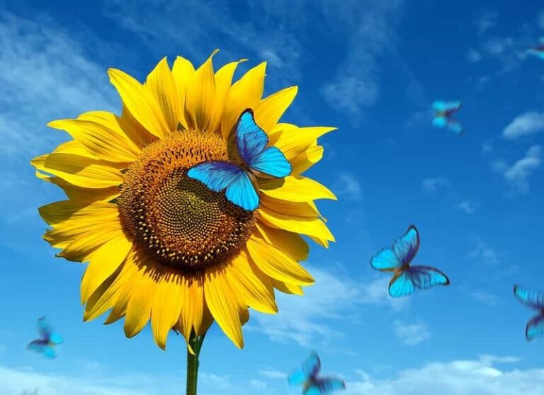 Dream about Sunflowers