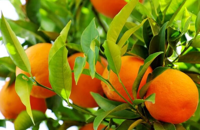 Dream about Tangerines