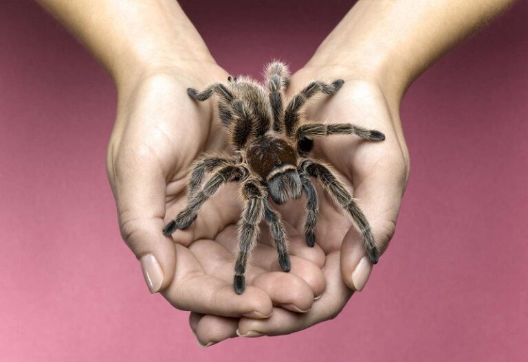 Dream about Tarantulas
