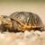 Dream about Turtles (Spiritual Meanings & Interpretation)