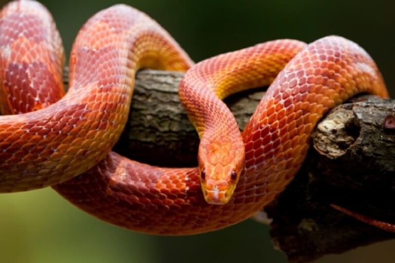 Dream about Vipers (Spiritual Meanings & Interpretation)