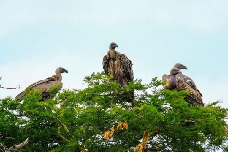 Dream about Vultures