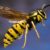 Dream about Wasps (Spiritual Meanings & Interpretation)