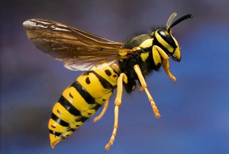 Dream about Wasps