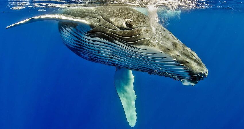Dream about Whales