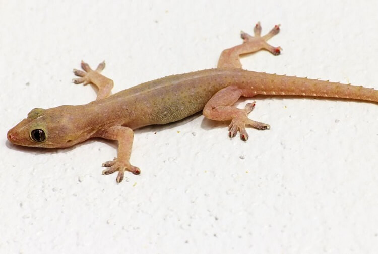 Dream about White Lizards