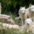 Dream about Wolves (Spiritual Meanings & Interpretation)