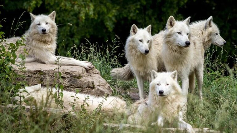 Dream about Wolves