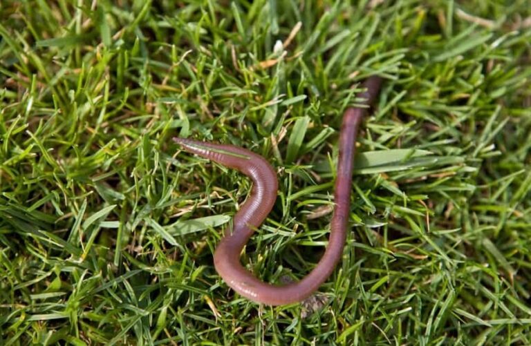 Dream about Worms