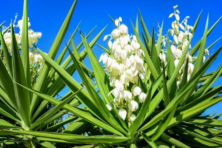 Dream about Yucca