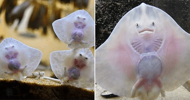 Dream about baby stingrays