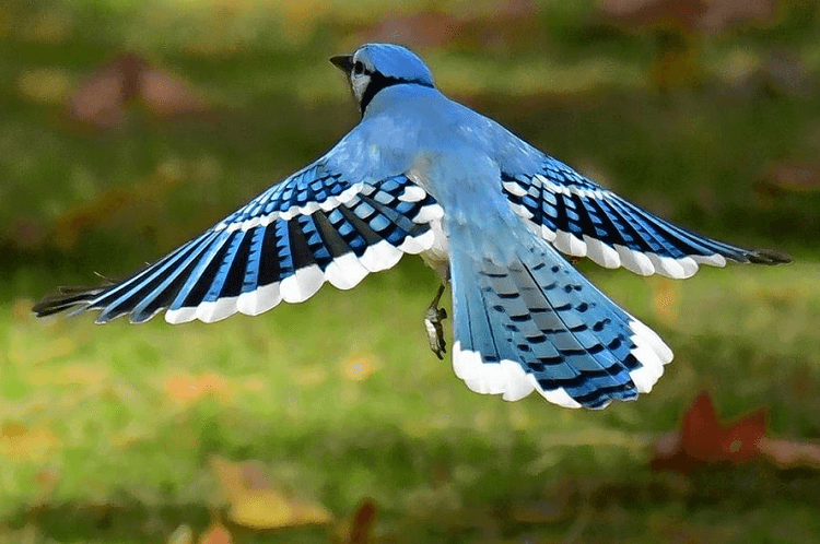Dream about blue birds