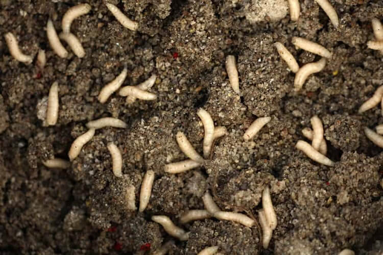 Dream about flies and worms