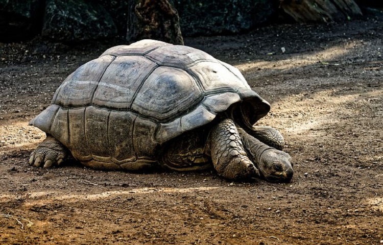 Dream about giant tortoises