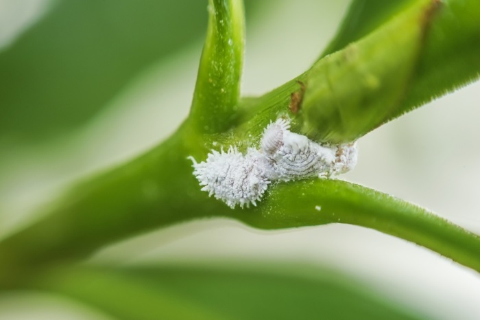 Dream about mealybugs in bed
