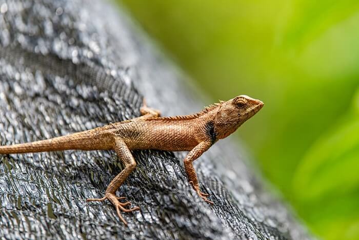 Dream about poisonous reptiles