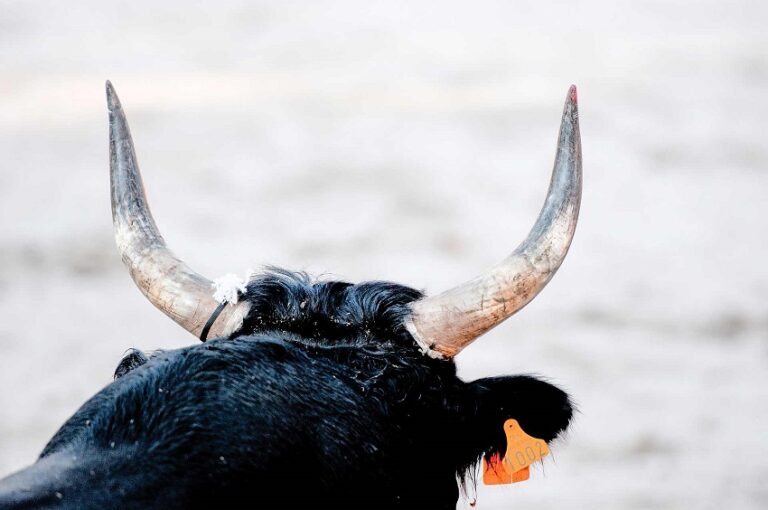 Dream of A Bull