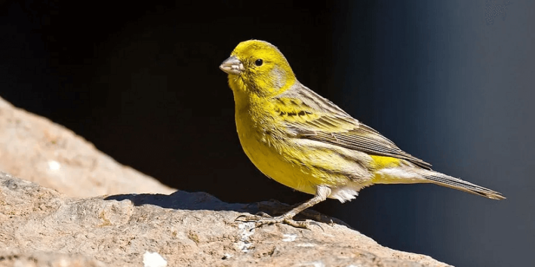 Dream of Canaries