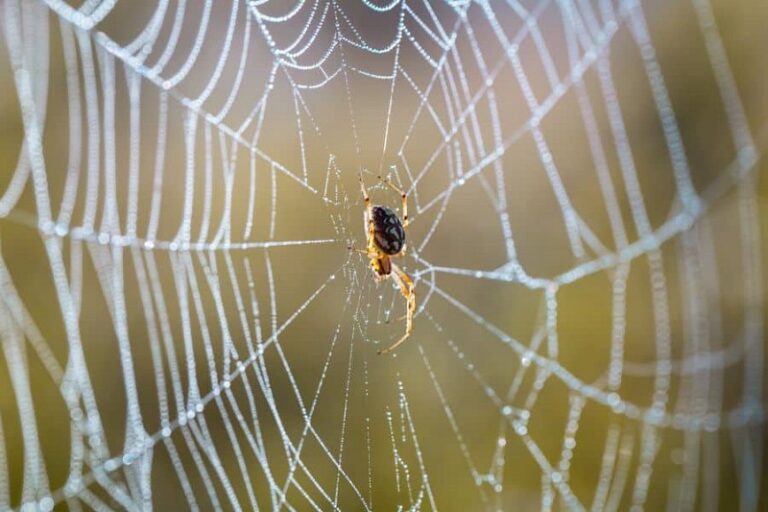 Dream of Cobwebs
