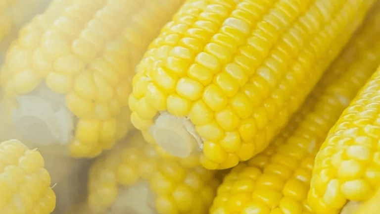 Dream of Corn