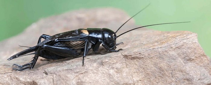 Dream of Crickets