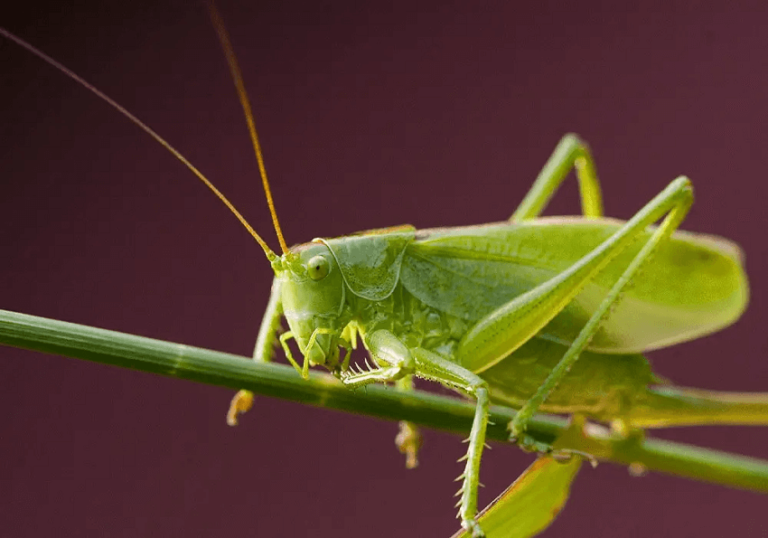 Dream of Crickets
