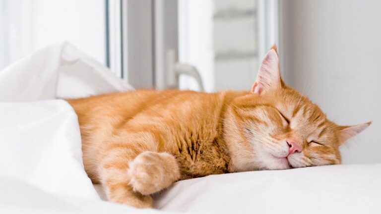 Dream of Felines