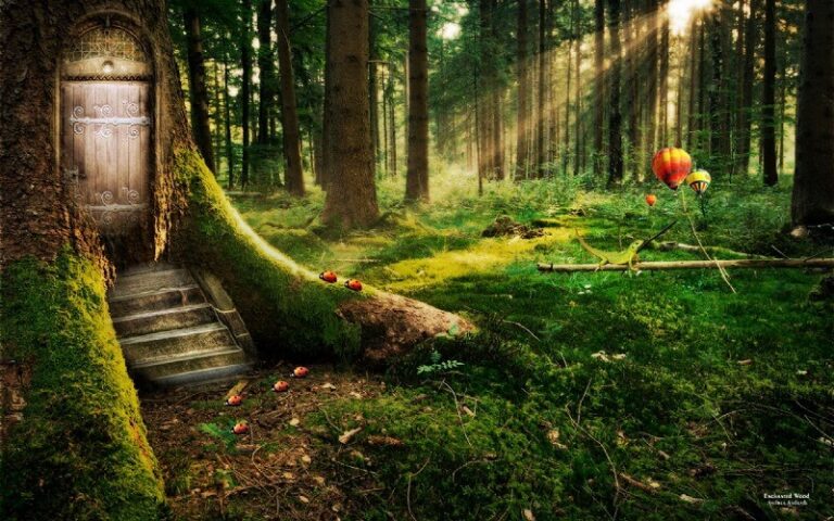 Dream of Forest