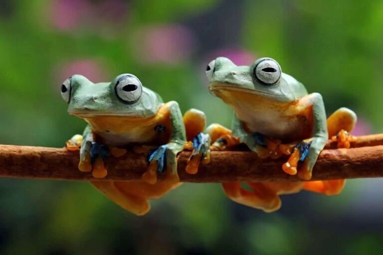 Dream of Frogs