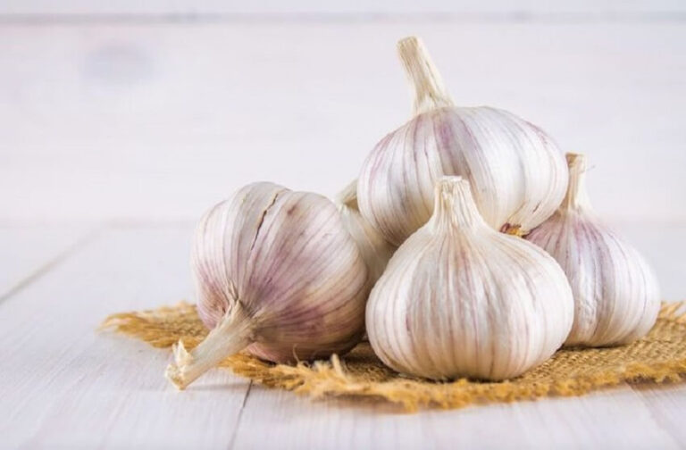 Dream of Garlic
