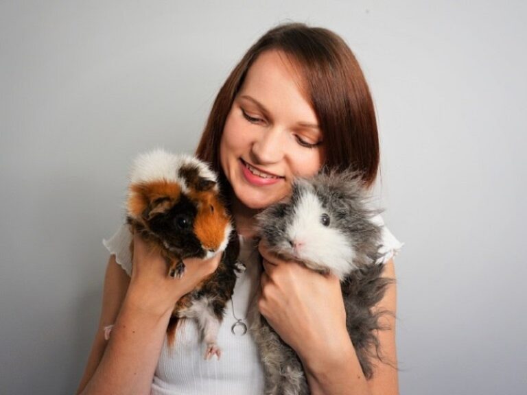Dream of Guinea Pigs