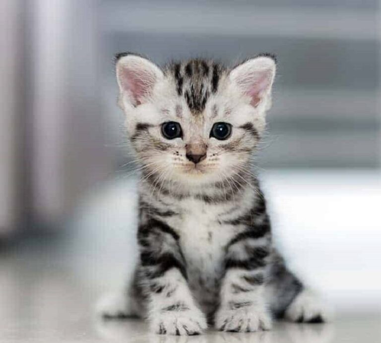 Dream of Kittens