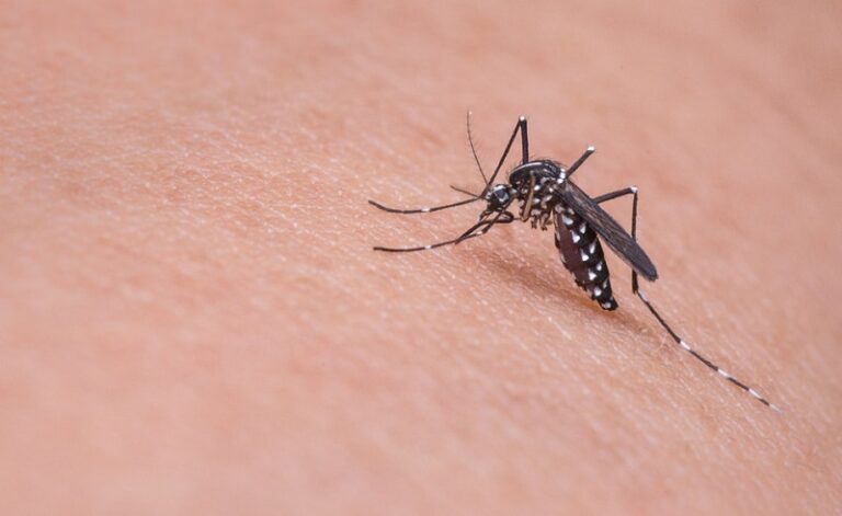 Dream of Mosquitoes