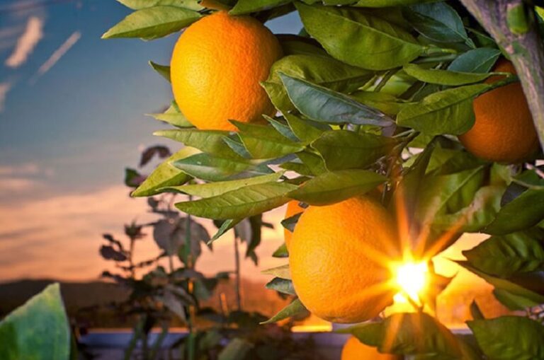 Dream of Oranges