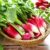Dream about Radishes (Spiritual Meanings & Interpretation)