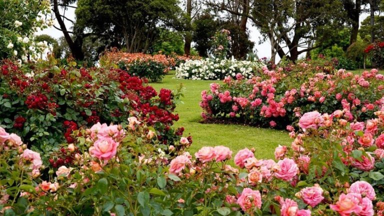 Dream of Roses (Spiritual Meanings & Interpretation)