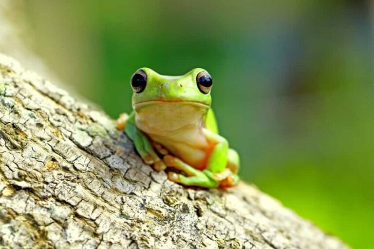 Dream of Toads