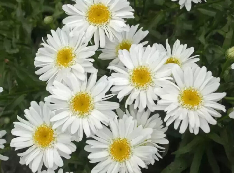 Dream of White Flowers