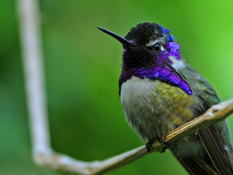 Dream of a giant hummingbird
