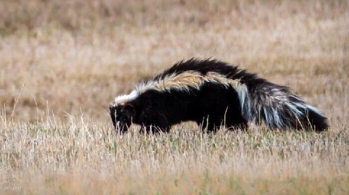 Dream of a skunk attacking