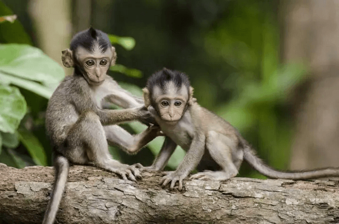 Dream of baby monkeys