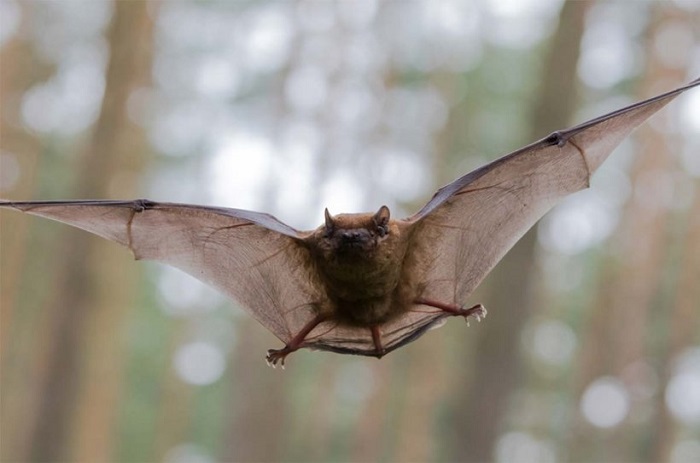 Dream of bats that bite you