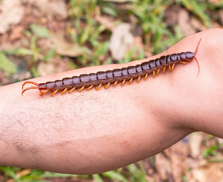 Dream of centipedes on the body