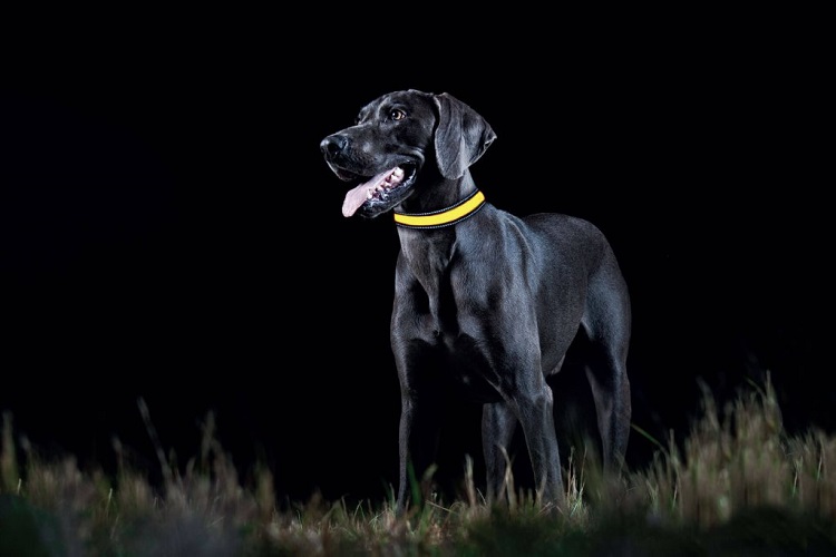 Dream of darkness and dogs